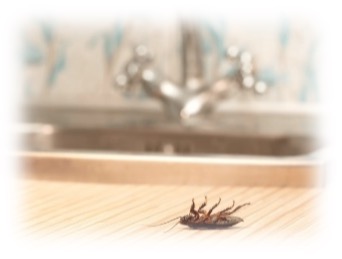 InsectPro residential insect control South Africa